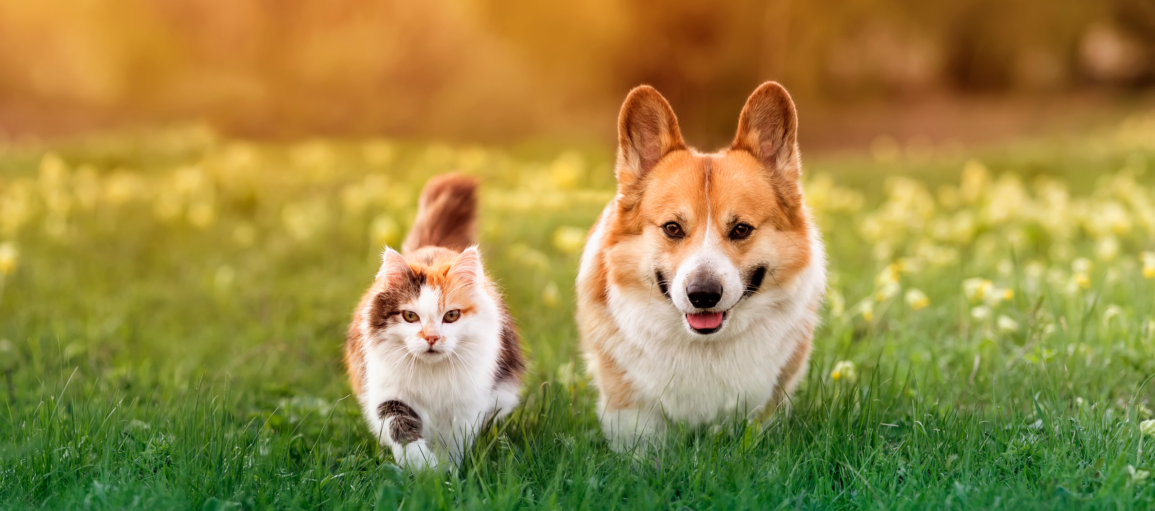 Cat and dog running